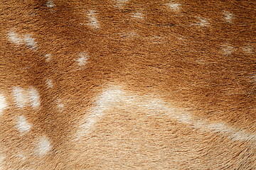 Image showing textured fur of a fallow deer 