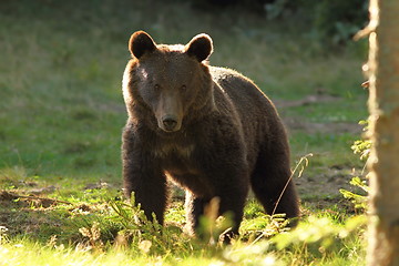 Image showing huge brown bear, wild specimen in harghita mountains