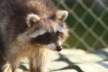 Image showing raccoon portrait at the zoo