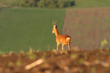 Image showing roe deer buck on agricultural fields