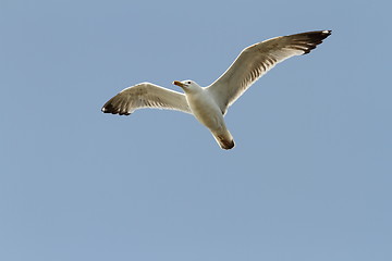 Image showing caspian gull over blue sky