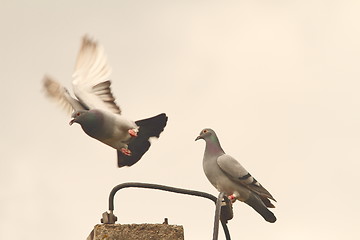 Image showing domestic pigeons