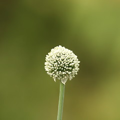 Image showing onion flower on green background