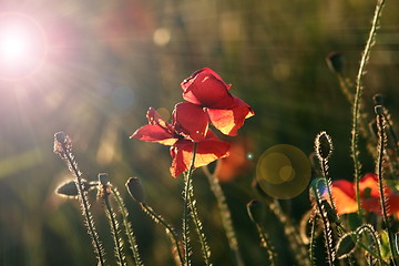 Image showing wild poppies in beautiful dawn light