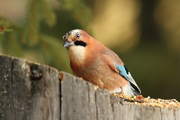 Image showing colorful jay on a stump