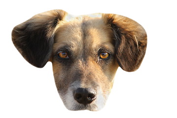 Image showing isolated portrait of mongrel dog