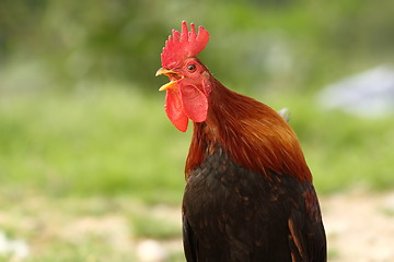 Image showing portrait of colorful rooster singing