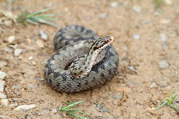 Image showing female vipera berus 