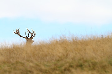 Image showing hidden red deer buck