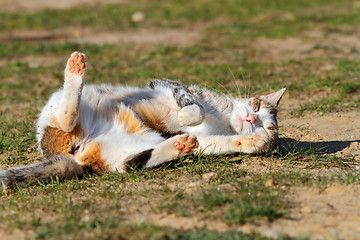 Image showing sleepy domestic cat