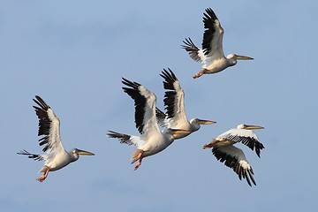 Image showing group of great pelicans in flight 