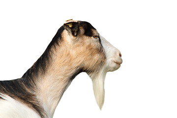 Image showing isolated portrait of a goat