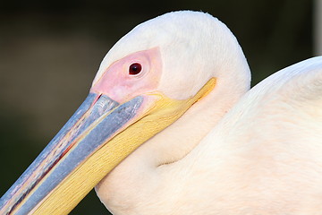 Image showing great pelican close up