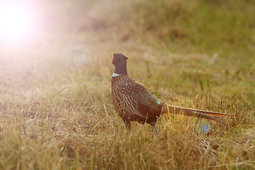 Image showing wild pheasant in sunset light