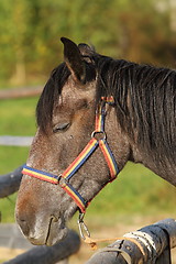 Image showing horse portrait