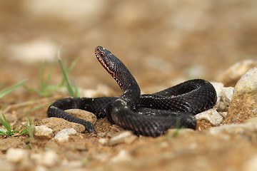 Image showing melanistic male adder