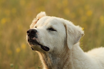 Image showing white romanian shepherd dog portrait