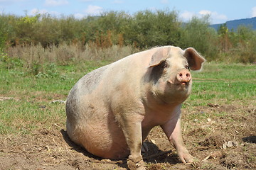 Image showing big sow