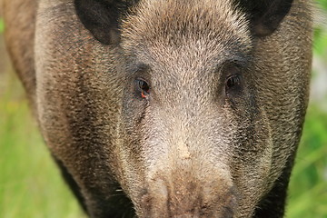 Image showing wild boar portrait