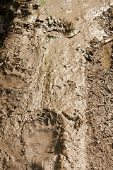Image showing brown bear tracks in mud