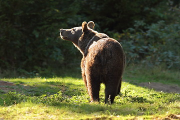 Image showing wild brown bear in the carpathians