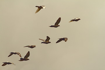 Image showing flock of pigeons in flight