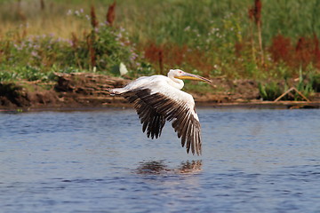 Image showing great pelican flying over marshes