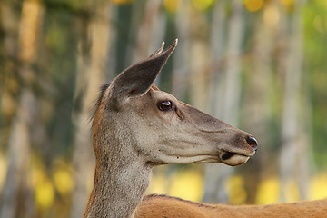 Image showing wild red deer doe portrait