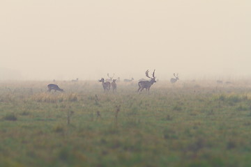 Image showing fallow deers in mating season