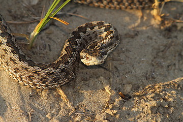 Image showing moldavian meadow viper