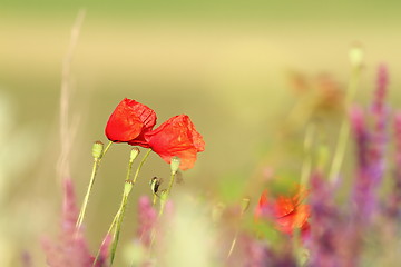 Image showing two beautiful poppies in the field