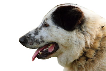 Image showing isolated portrait of romanian shepherd dog