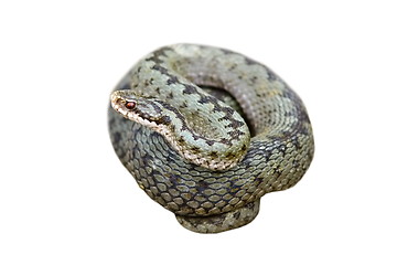 Image showing isolated female common adder