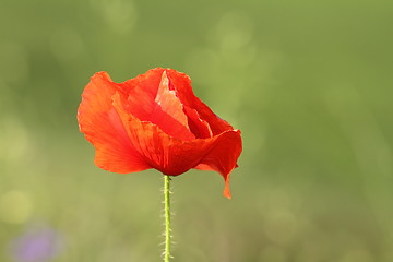 Image showing detail on wild red poppy