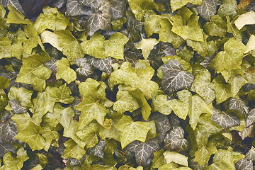 Image showing ivy leaves texture
