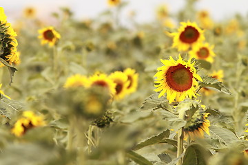 Image showing sunflower field