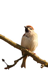 Image showing isolated house sparrow standing on branch