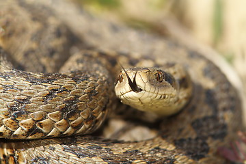 Image showing macro image of a meadow viper