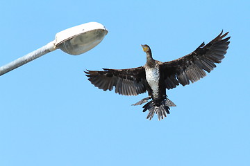 Image showing great cormorant landing on electric pile