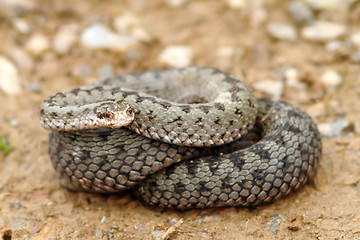 Image showing european common adder ready to strike 