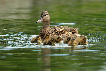 Image showing ducks family on water surface