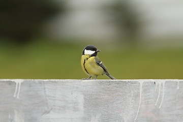 Image showing great tit standing on wooden fence