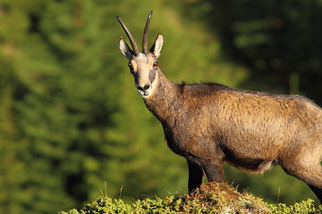 Image showing wild chamois looking at the camera