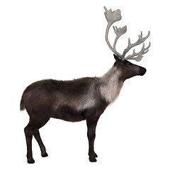 Image showing Caribou