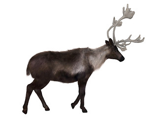 Image showing Caribou