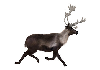 Image showing Caribou