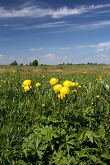 Image showing Globeflower in Poland