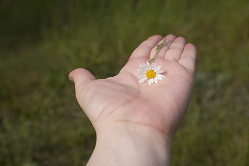 Image showing daisy on hand