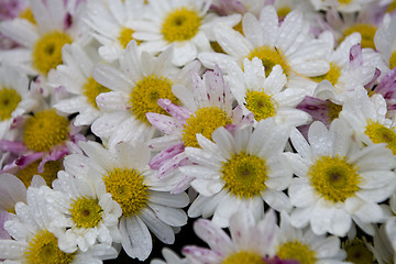 Image showing chrysanthemum