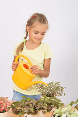 Image showing Girl caring for household flowers Fitton